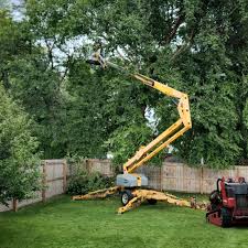 Best Lawn Disease Treatment  in Tolar, TX