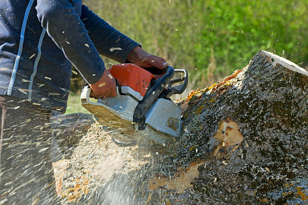 Best Tree Risk Assessment  in Tolar, TX